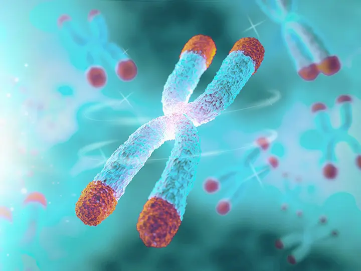 telomer-rovidules-fiatalito-glicin-tauiron-aminosav Az öregedés 7+1 oka és a fiatalító glicin és taurin! Szupertápanyagok 