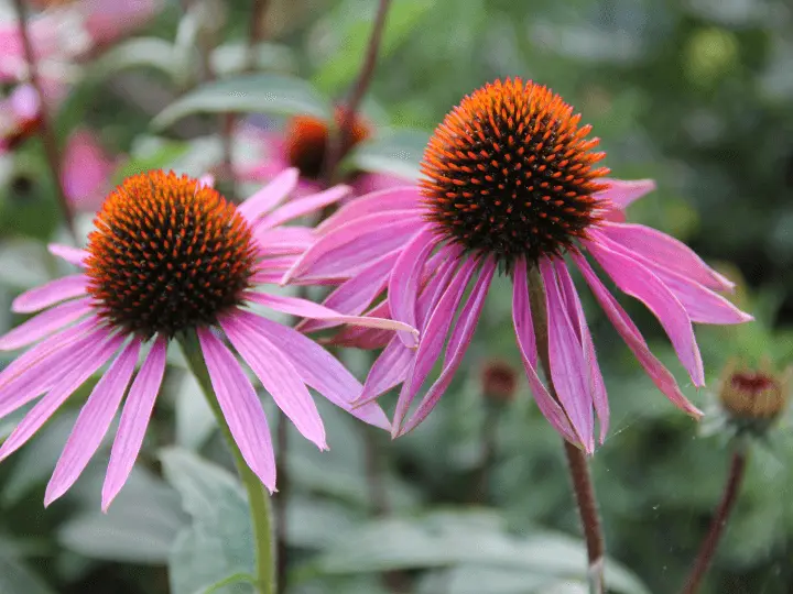 termeszetes-antibiotikum-gyogynoveny-echinacea TOP 5 természetes antibiotikum – mindig legyen belőlük otthon! Immunrendszer 