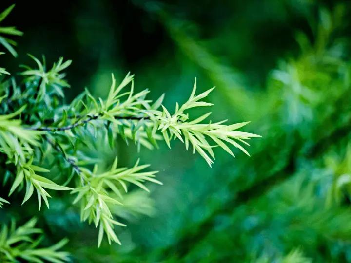 termeszetes-antibiotikum-gyogynoveny-teafa TOP 5 természetes antibiotikum – mindig legyen belőlük otthon! Immunrendszer 