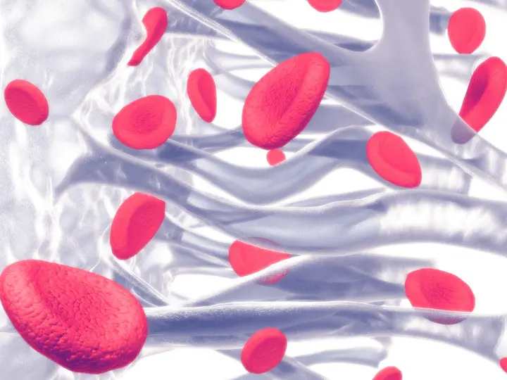 termeszetes-vaspotlas-vorosversejtek-hemoglobin A természetes vaspótlás lehetőségei Szupertápanyagok 