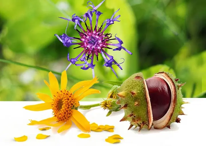 vadgesztenye-arnika-ordogkarom-izulet-reuma 3 legjobb gyógynövény a reumás panaszok ellen! Szupertápanyagok 