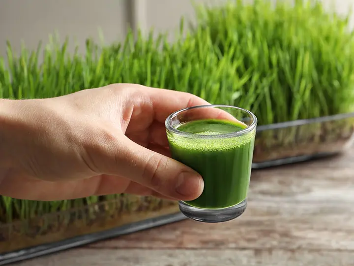 vegan-buzafu-italpor-ezert-fogyaszd 5+1 ok, hogy búzafű lökettel induljon a nap! Méregtelenítés 