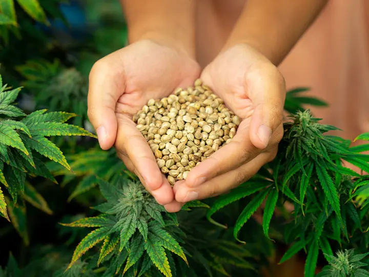 vegan-feherje-por-natur-tanya-novenyi-protein-7ok 7 OK a vegán fehérje mellett Emésztés 