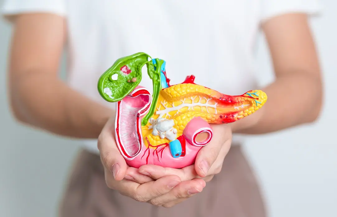 woman-holding-human-pancreatitis-anatomy-model-with-pancreas-gallblle-duct-duodenum-small-intestine Hasnyálmirigy‐gyulladás természetes kezelése Emésztés 