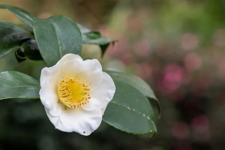 zold-tea-1 7 természetes vízhajtó növény Szupertápanyagok 